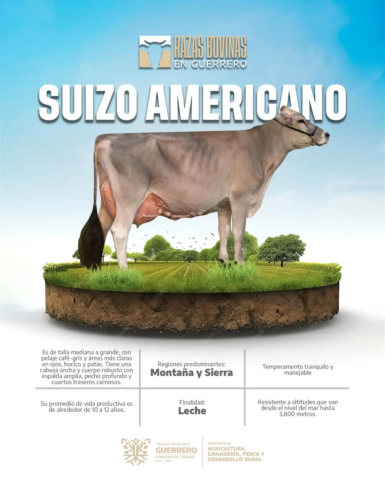 Image from SAGADEGRO: El Suizo-Americano combina una buena producción de leche y carne. Se a...