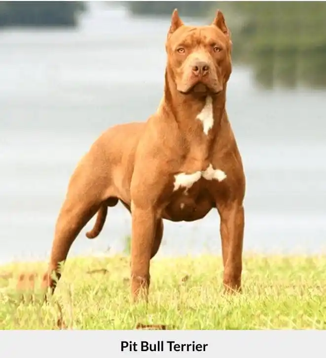Image from The Voice Online News: *MPs call for Pit Bull Terrier ban in Zimbabwe, say dog breed has beco...