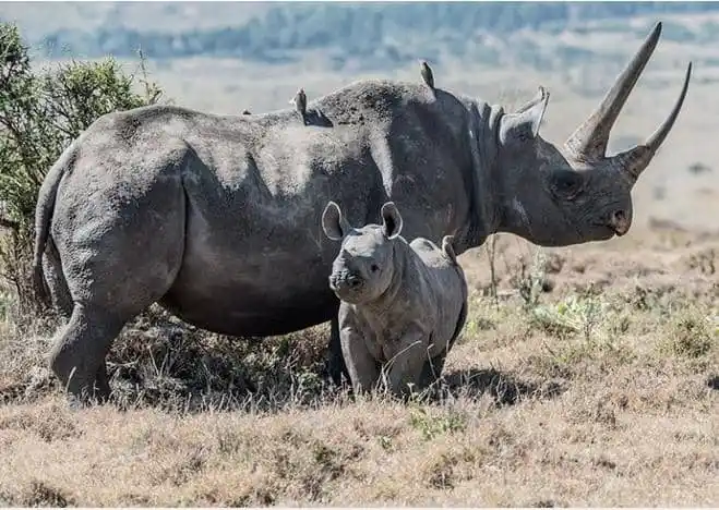 Image from The Voice Online News: *Ranger dies after rhino attack* ___________________________________ ...