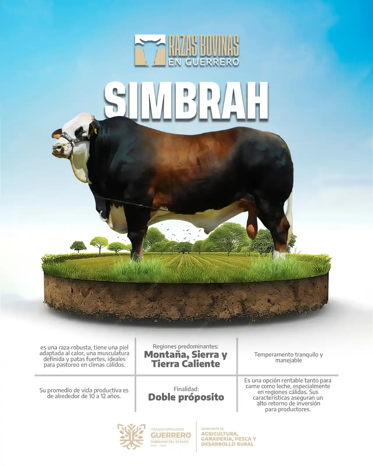 Image from SAGADEGRO: Simbrah es una de las razas bovinas que se crían en el estado de Guerr...