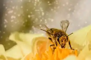 Image from CMKW "RADIO MAMBÍ" 📻🇨🇺: Todos los 20 de mayo se celebra el Día Mundial de las Abejas🐝 para cr...
