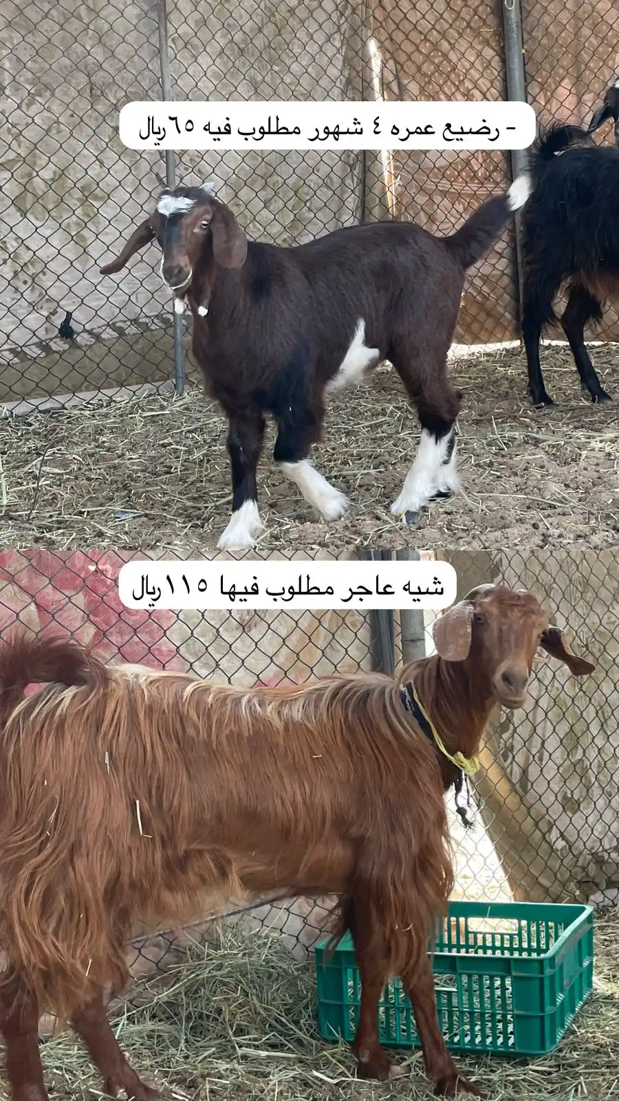 Image from قناة مواشي عمان: استمارة بيع الموقع : جعلان بني بوحسن - رضيع عمره ٤ شهور مطلوب فيه ٦٥﷼ ...