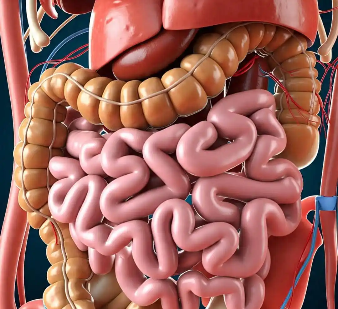 Image from Rugare Medical: *Did you know your gut has a "second brain"? 🧠🌱* The intestines hav...