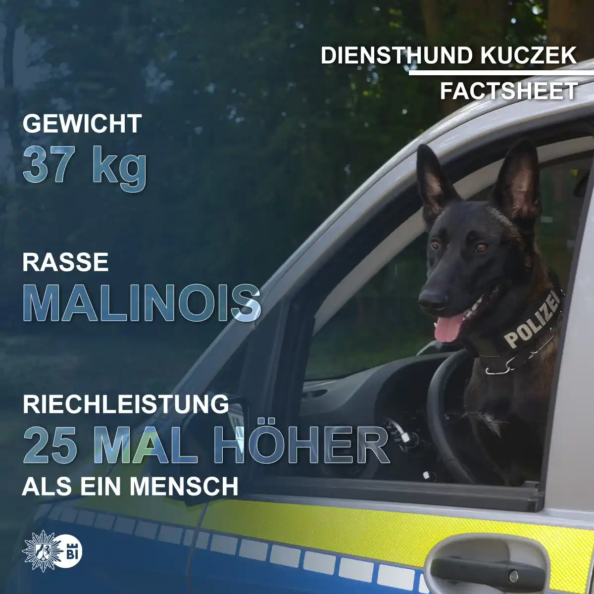 Image from Polizei NRW Bielefeld: *Factsheet - Diensthund Kuczek* 🐕🦺👮♀️ Treue Begleiter, unerschro...