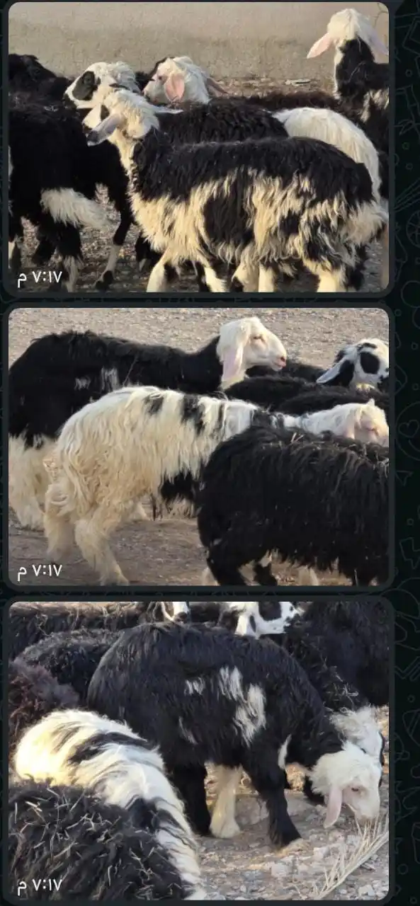 Image from قناة مواشي عمان: للبيع كبشان نجدي شي تهجين نجدي حلال طيب ماشاء الله فرصه الي يدور شي زي...