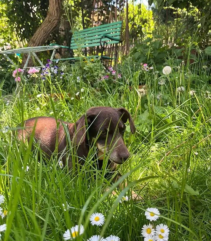 Image from Stadt Heidelberg: Mit eurem *Dogi* 🐶unterwegs zu sein, zu spielen und zu trainieren ist...