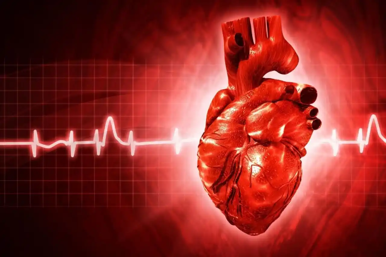 Image from Rugare Medical: WHY does the heart run for a lifetime without tiring? The secret i...