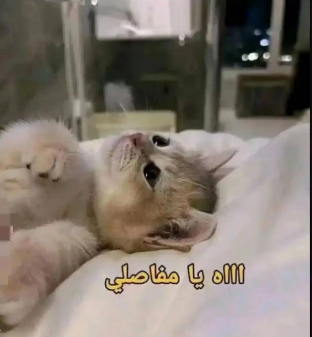 ⤷𝐌𝐞𝐦𝐬 || مِيمز👻🦧⃟𔘜)) post