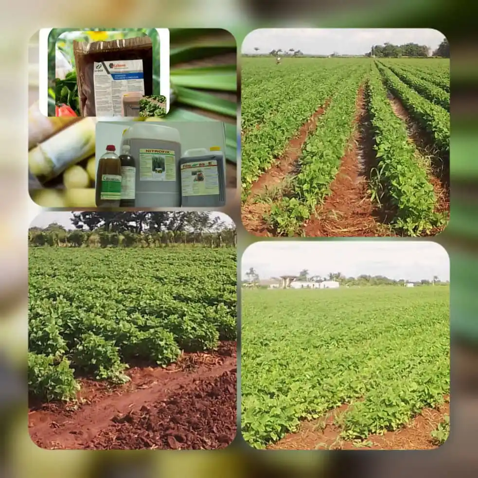 Image from AZCUBA: Grupo Azucarero: *El Bioproducto Lebame, desarrollado por el ICIDCA y producido por la...