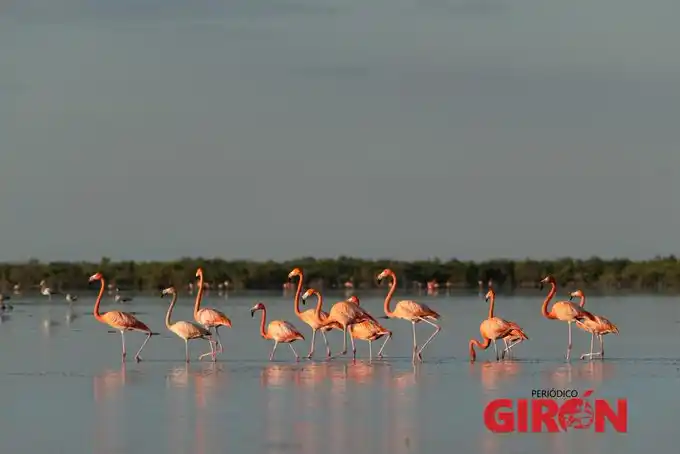 Image from Periódico Girón: 📸 | En el *Día Mundial del Medio Ambiente* le proponemos revisitar es...