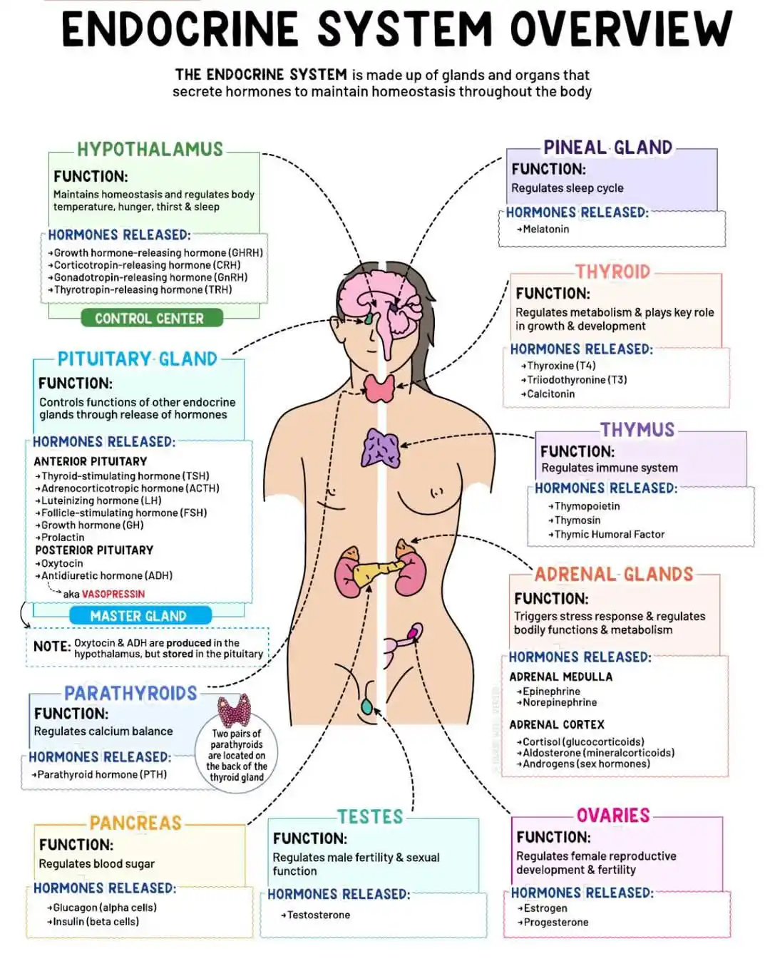 Dr.Medica 🩺 post