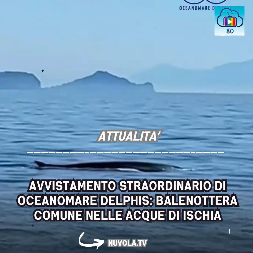 Image from Nuvola Tv: https://www.nuvola.tv/avvistamento-straordinario-di-oceanomare-delphis...