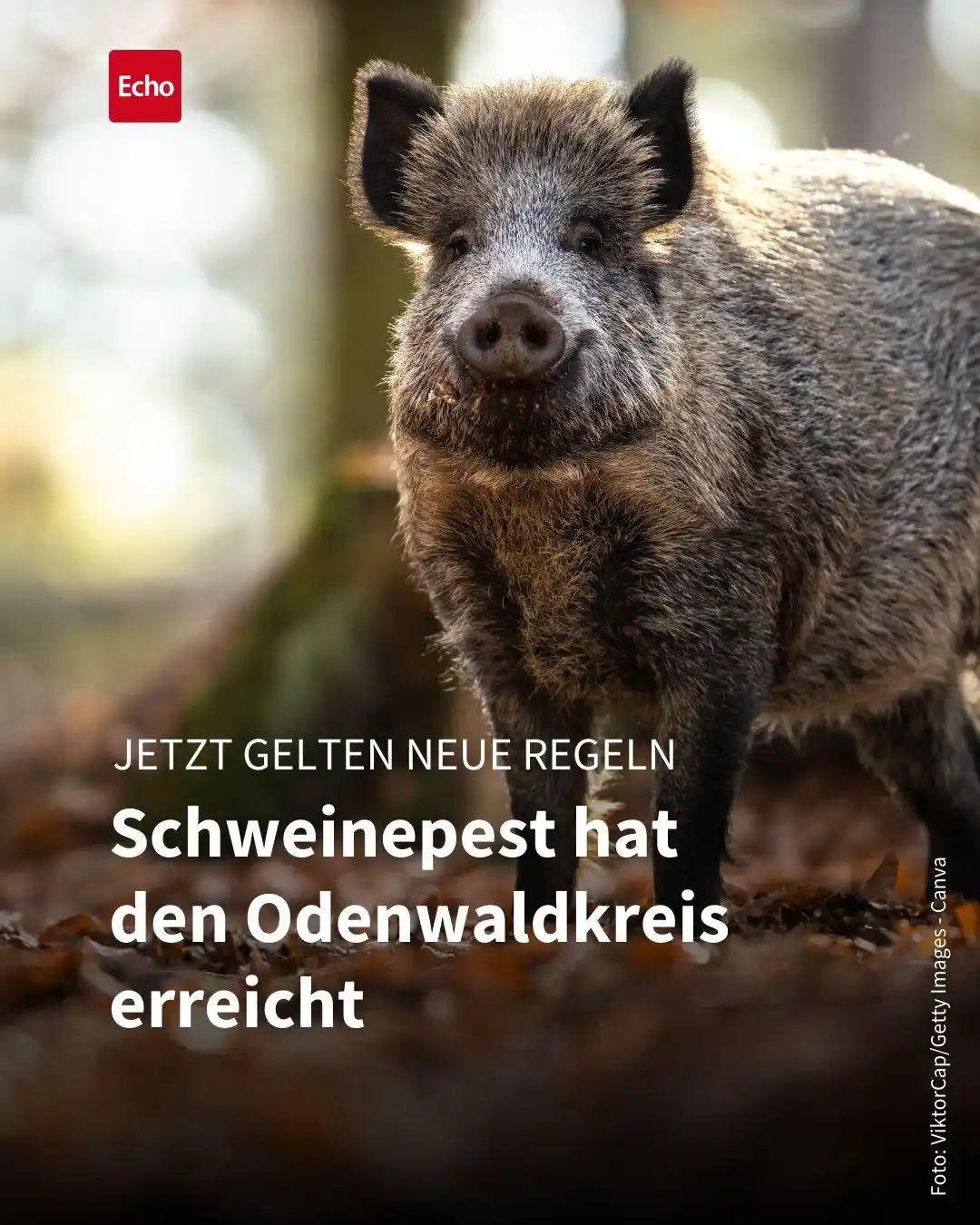 Image from Echo Online Südhessen: 😧 Jetzt ist es also doch passiert: In der Nähe von Fränkisch-Crumbach...