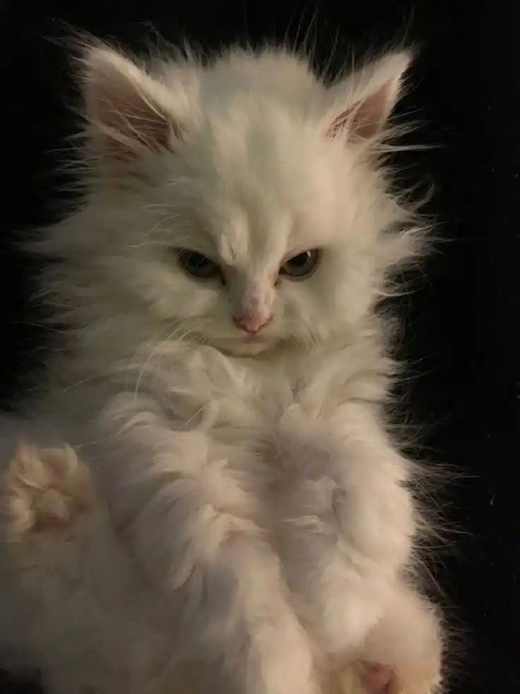 Belenix 🦁🦾 post