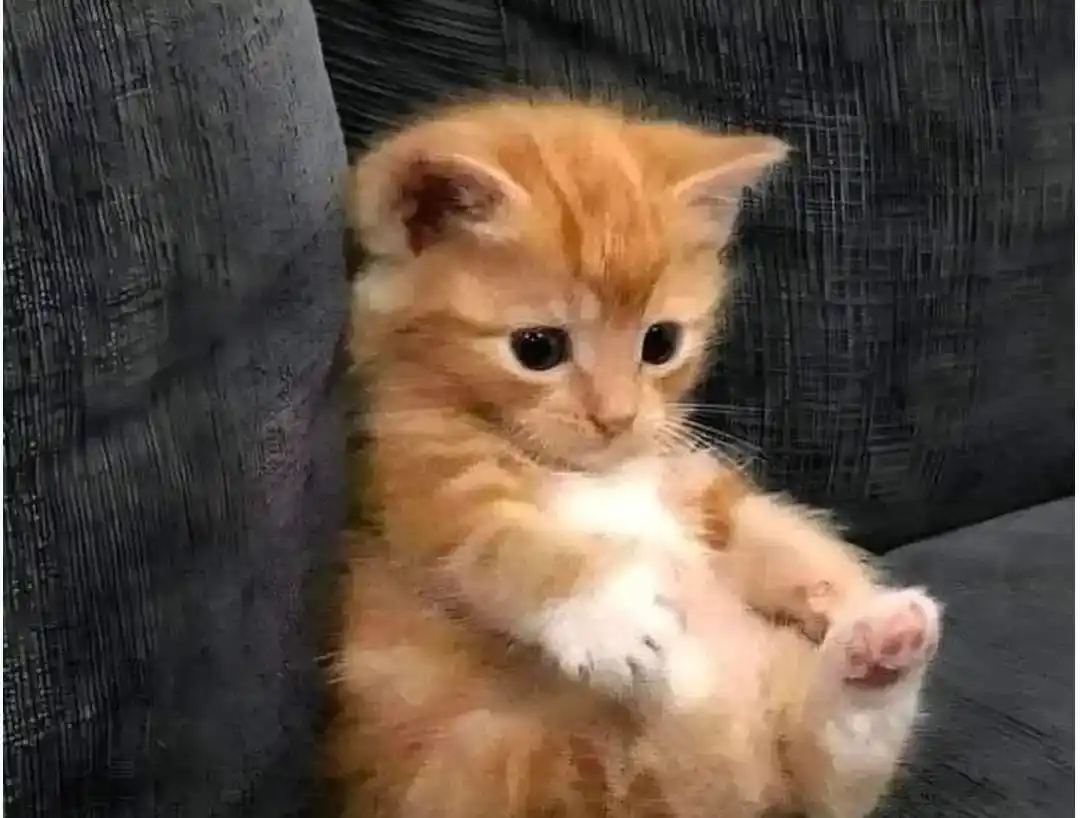 ⤷𝐌𝐞𝐦𝐬 || مِيمز👻🦧⃟𔘜)) post