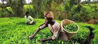 Image from NCBA Investment Bank: *Reprieve as Sudan allows entry of select consignment of Kenyan tea* S...