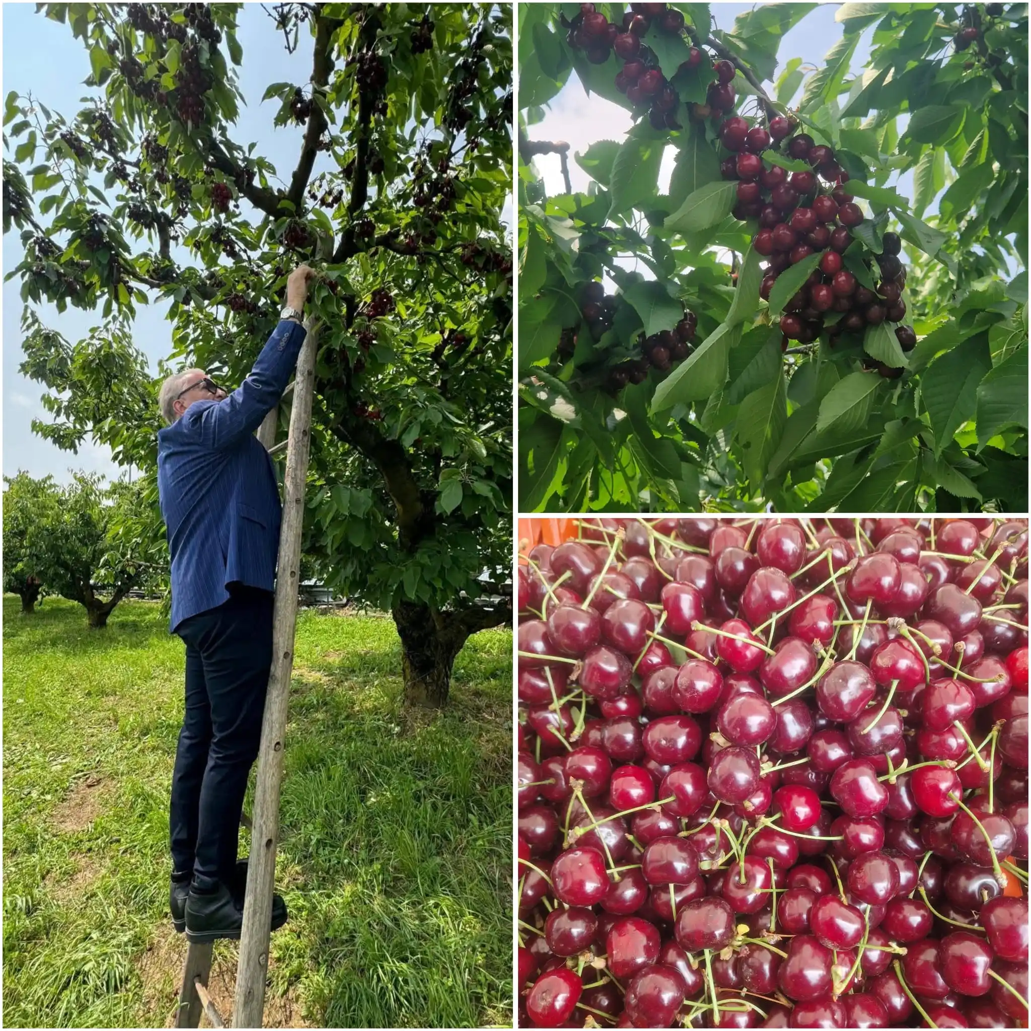 Image from Carlo Giacone: TORNARE RAGAZZINO E MANGIARE LE CILIEGIE SULL'ALBERO 🍒...