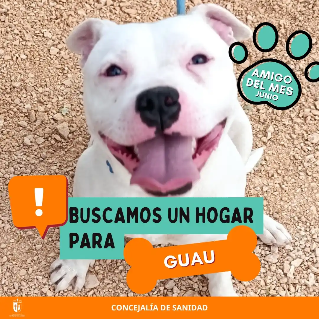 Image from Ayuntamiento de Velilla de San Antonio: 🏠 Buscamos un hogar para "Guau"🐶 Guau es un pitbull de pequeño tama...