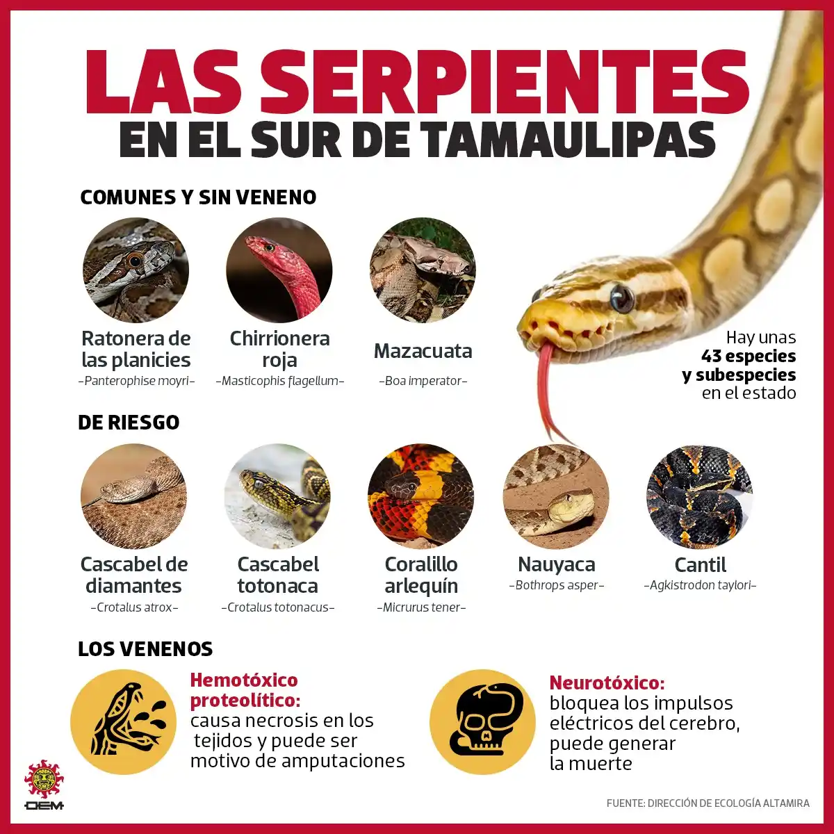 Image from EL SOL DE TAMPICO: *¡Cuidado con las serpientes!*🐍🌡️ Las *altas temperaturas* provoca...