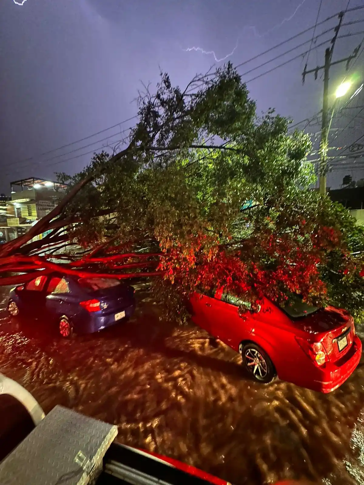 Image from Entérate León 🦁: 🌳Debido a las precipitaciones, un árbol cayó sobre un vehículo en el ...