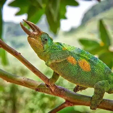MKINGU NATURE RESERVE (Eco Tourism Area ) post