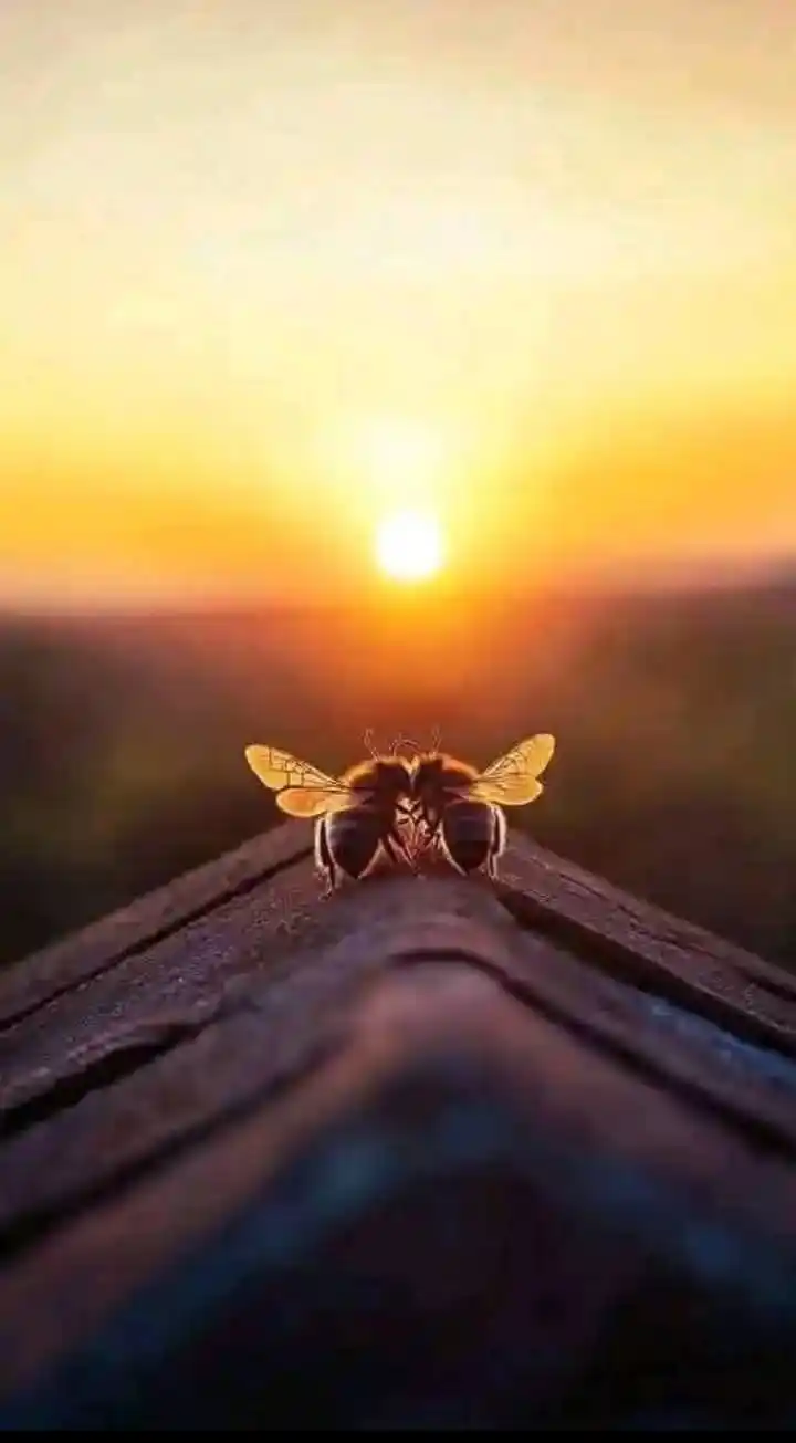 Image from 🌸 ʂῳɛɛɬ ɠıཞƖ 🌸: Fotografía ganadora del año premiado de National Geographic 😍...