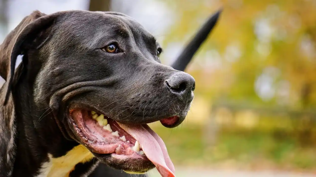 Image from LokalPlus: ⚠️ Leckerli mit tödlicher Gefahr: Giftköder verteilt in Heggen? – Hünd...