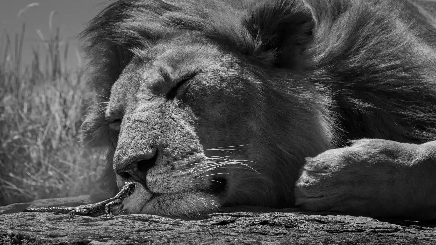 Image from National Geographic España: 👀 *¿Logras encontrar al intruso?* 🦁 Este león está durmiendo una si...
