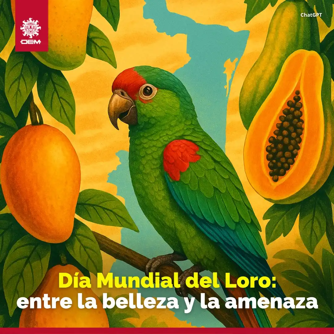 Image from EL SOL DE TAMPICO: *Los loros no solo hablan... ¡también necesitan que hablemos por ellos...