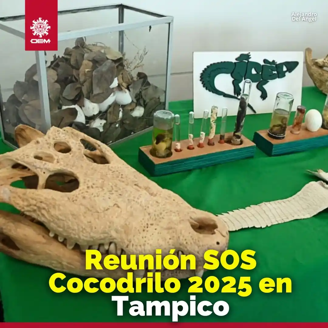 Image from EL SOL DE TAMPICO: 💚 *PARA PROTEGER A LOS 'JUANCHOS'* 🐊 ✨ En las instalaciones de *Exp...