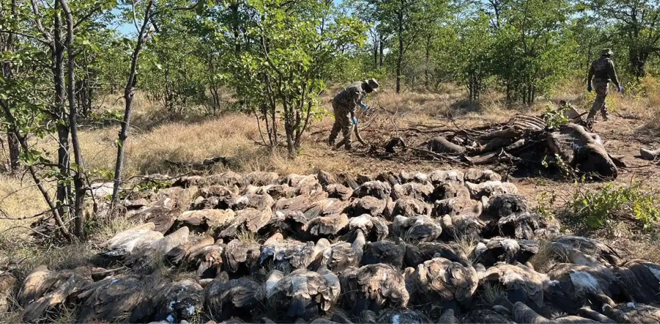Image from governmentza: [Read Article] Eighty-four vultures were recently rescued by South Afr...