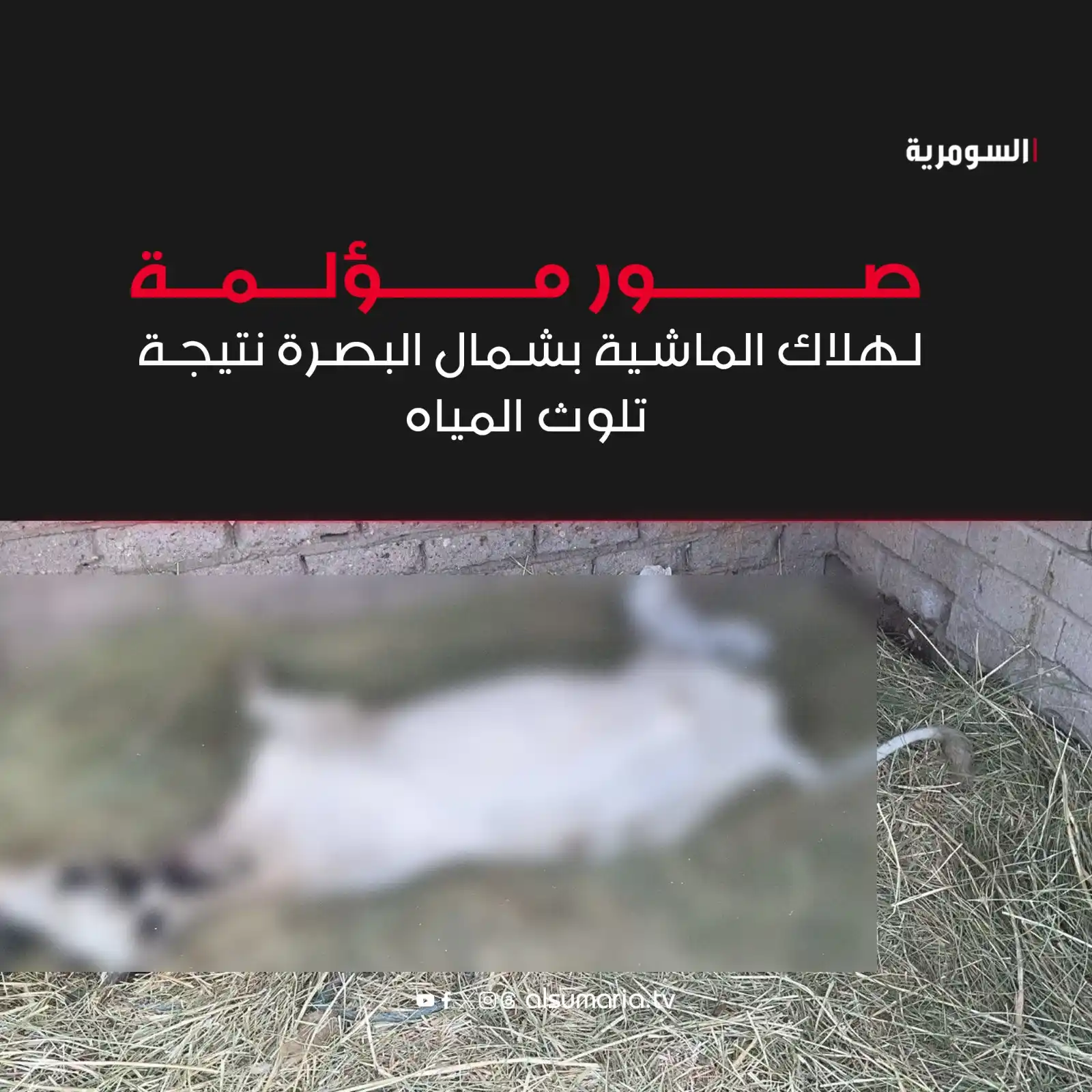 Image from Alsumaria TV قناة السومرية: صور مؤلمة لهلاك الماشية بشمال <a class="text-blue-500 hover:underline ...