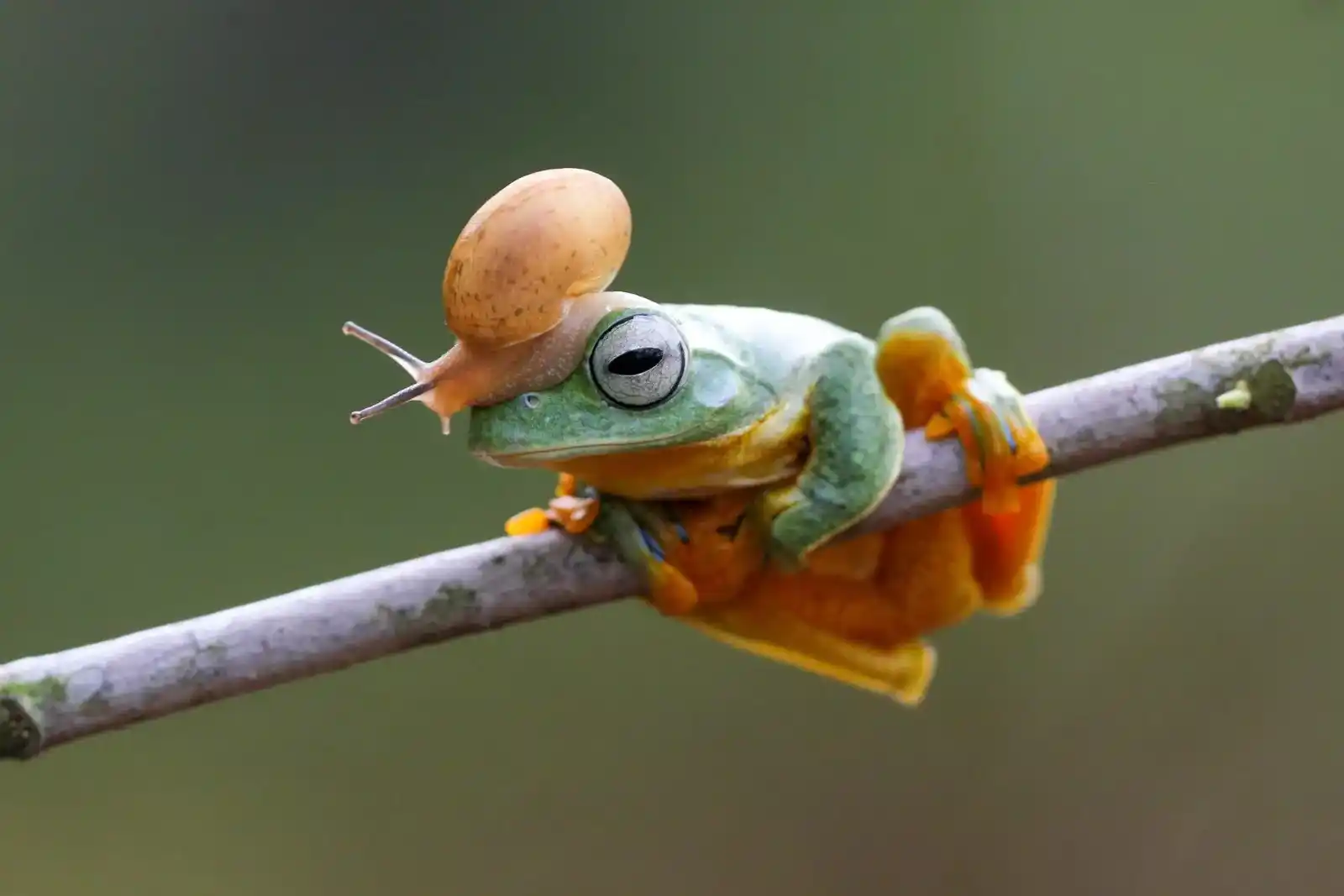 Image from National Geographic España: *¿Te gusta mi nuevo sombrero?* 🐸 En la naturaleza, las relaciones no...