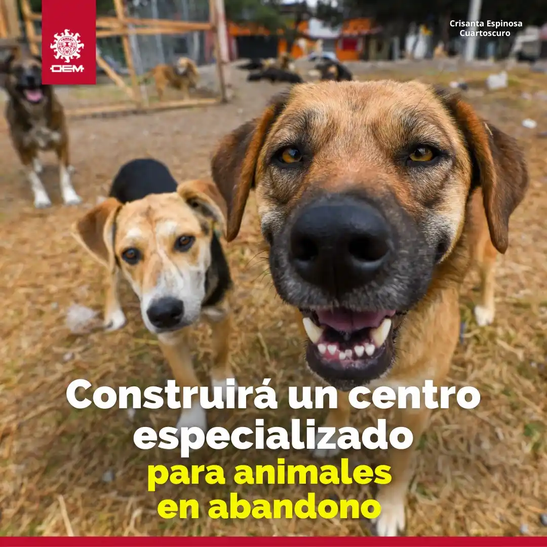 Image from EL SOL DE TAMPICO: *Un nuevo comienzo para los peluditos de Ciudad Madero*🐕✨ Habrá un *...