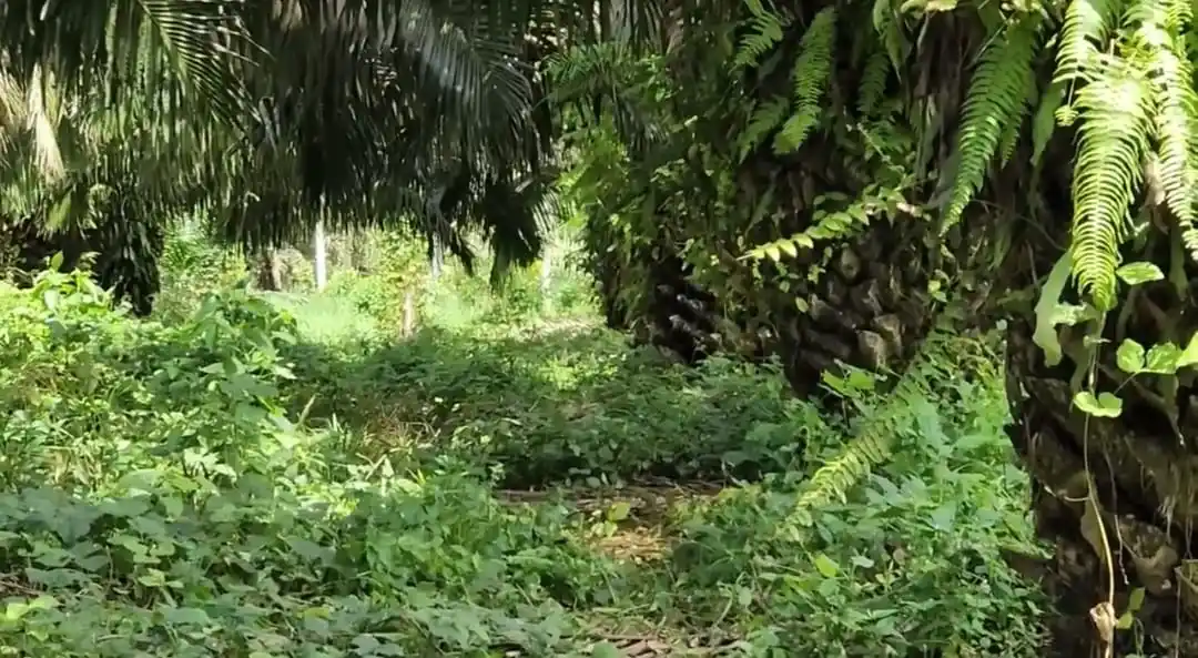 Image from Noticias Al Instante Oficial ✅: URGENTE. Trabajadores encuentran un cuerpo en estado de descomposición...