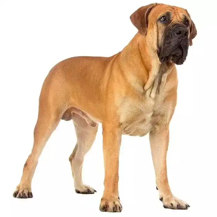 Image from RSG: 🐾🇿🇦 Die Boerboel kry erkenning as ’n ware Suid-Afrikaanse legende! ...