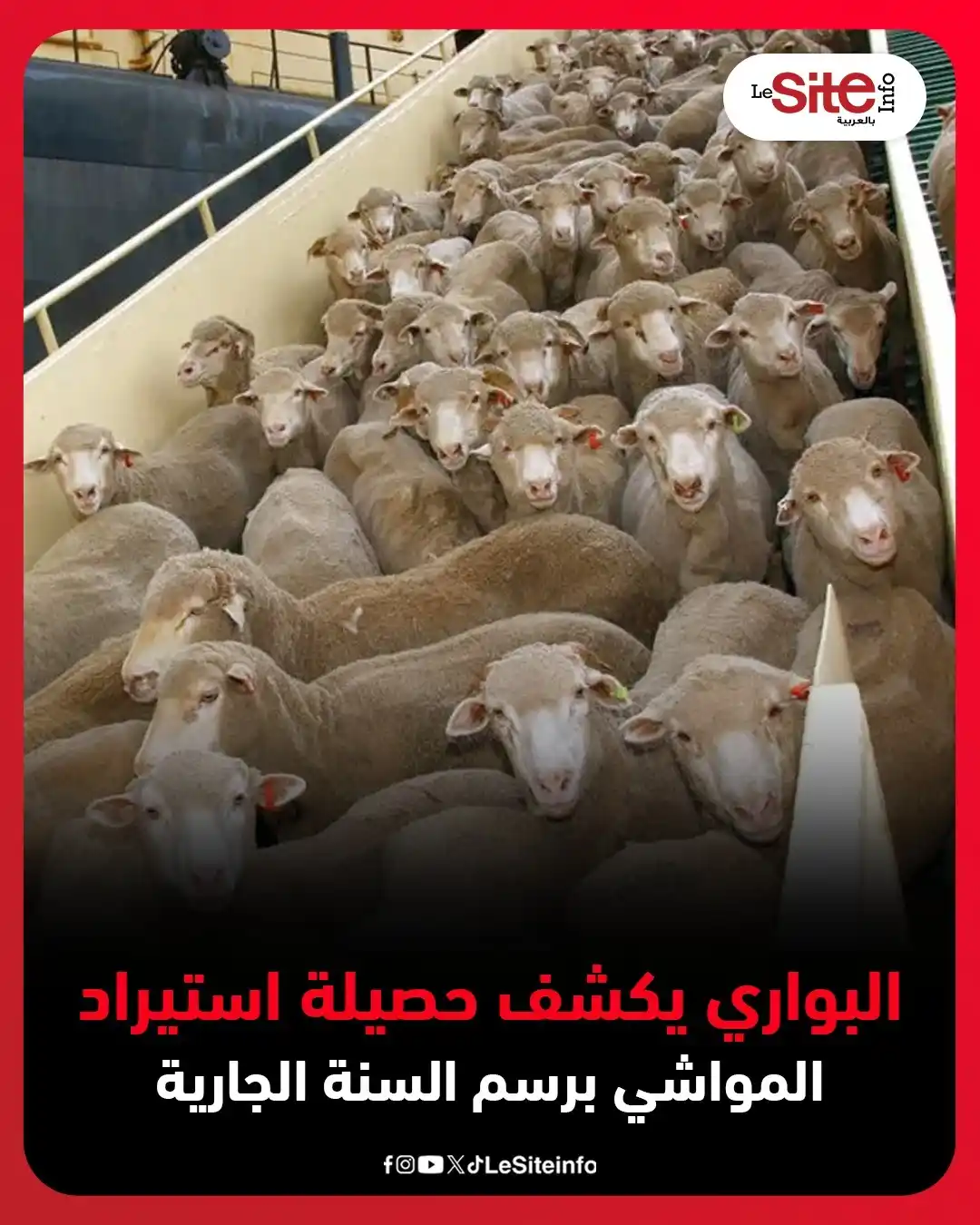 Image from LESITEINFO Arabe - لوسيت أنفو بالعربية: 🔴 استورد المغرب السنة الجارية نحو 90 ألف رأس من الأبقار و238 ألف رأس ...