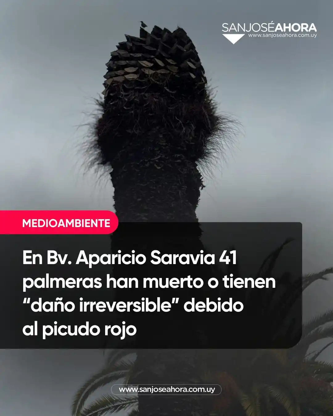 San José Ahora  post