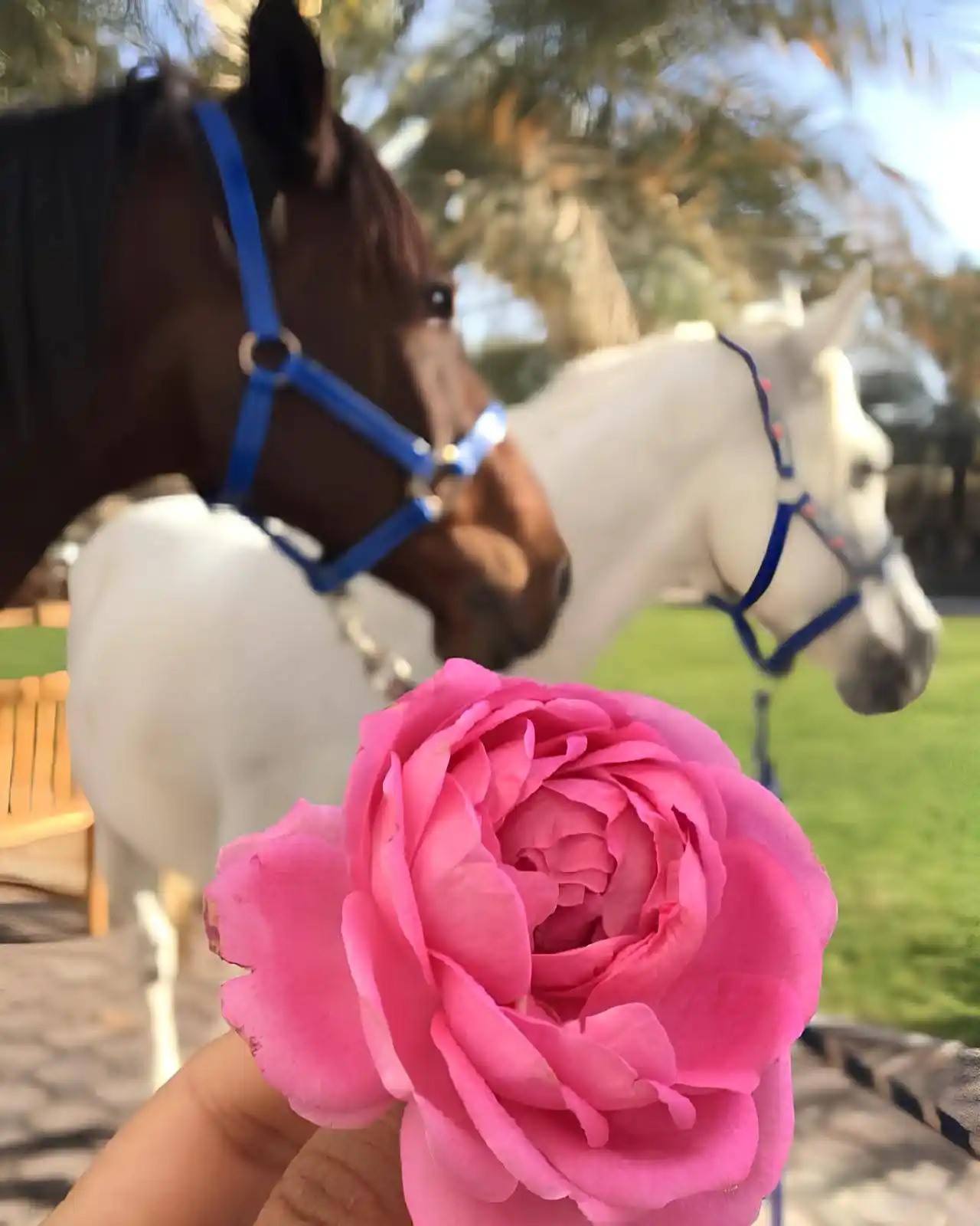 Image from فـ♡ـاطِـم'🤎)).: لم أكن يومًا صعبة ولا مغرورة، فقط كنت كثيرة الحسّ، كثيرة الإدراك، كثير...