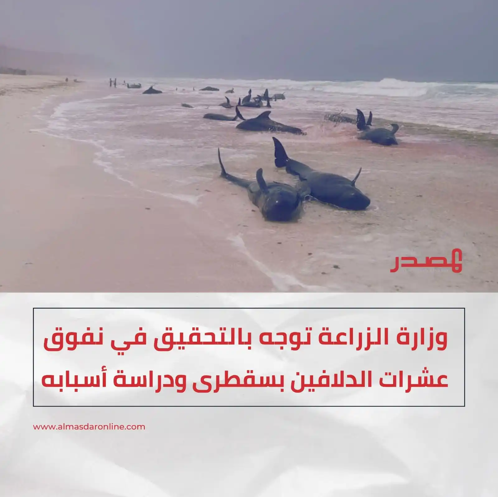 Image from المصدر أونلاين - أخبار اليمن: وجه وزير الزراعة والري والثروة السمكية، سالم السقطري، فرع هيئة مصائد ا...