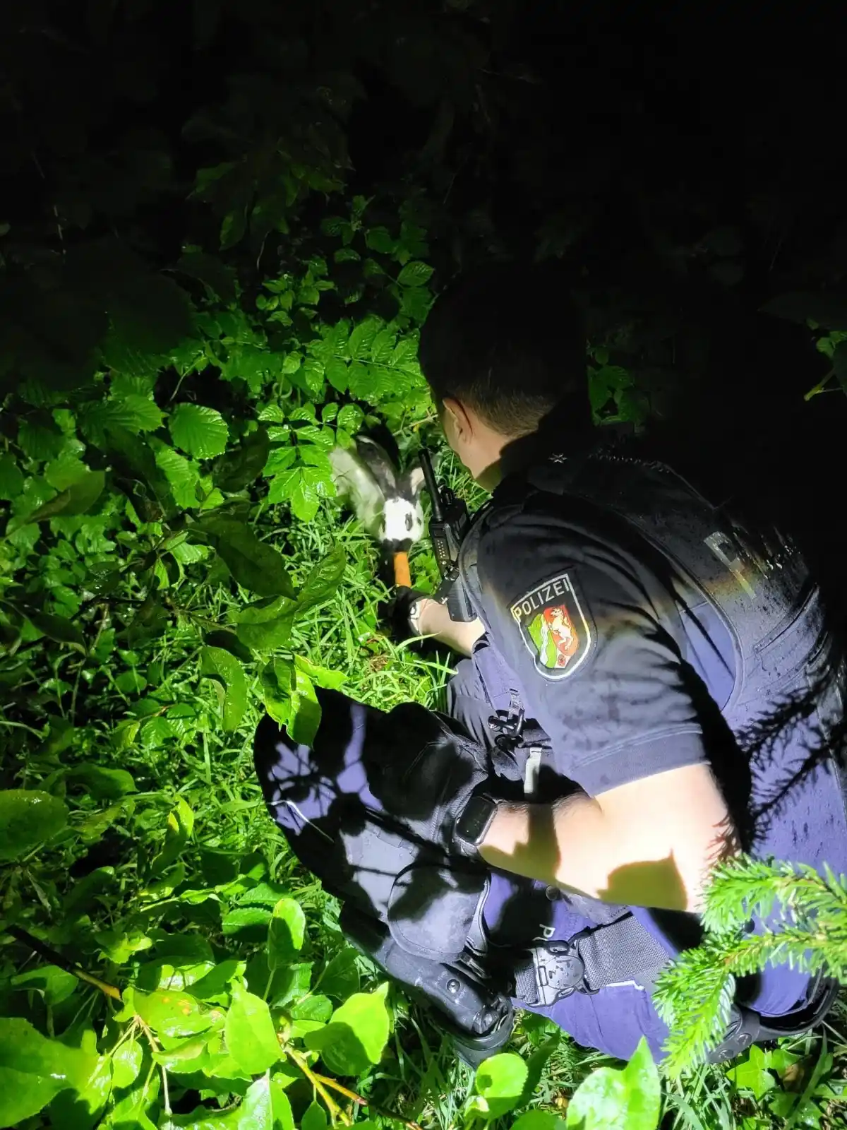 Image from Polizei NRW Kreis Soest: Rettung von Meister Lampe 🐰🥕 In der Nacht von Samstag auf Sonntag w...