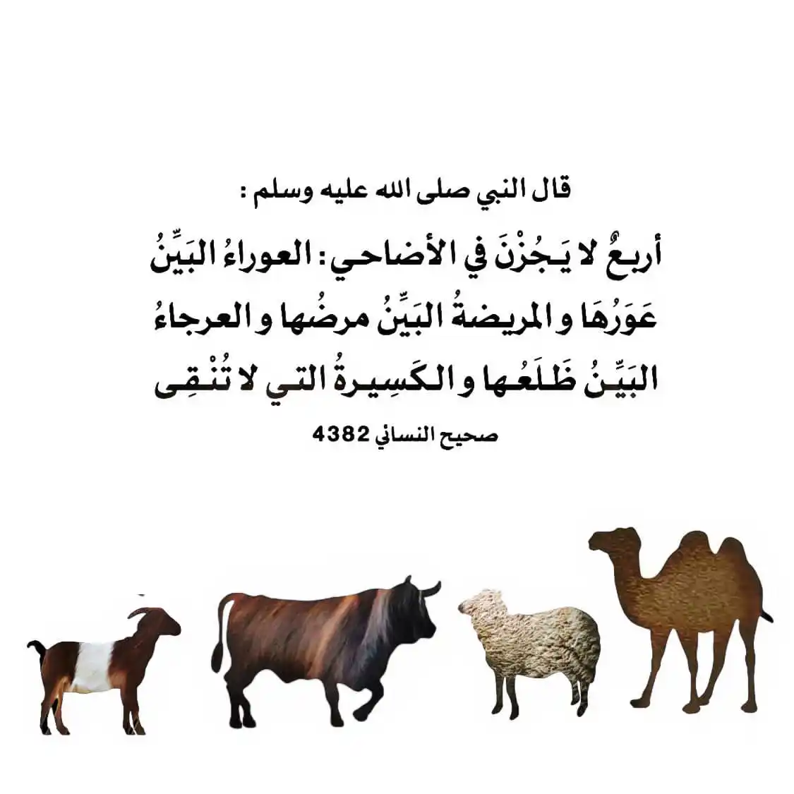 في رحاب السُنة 🌿 post