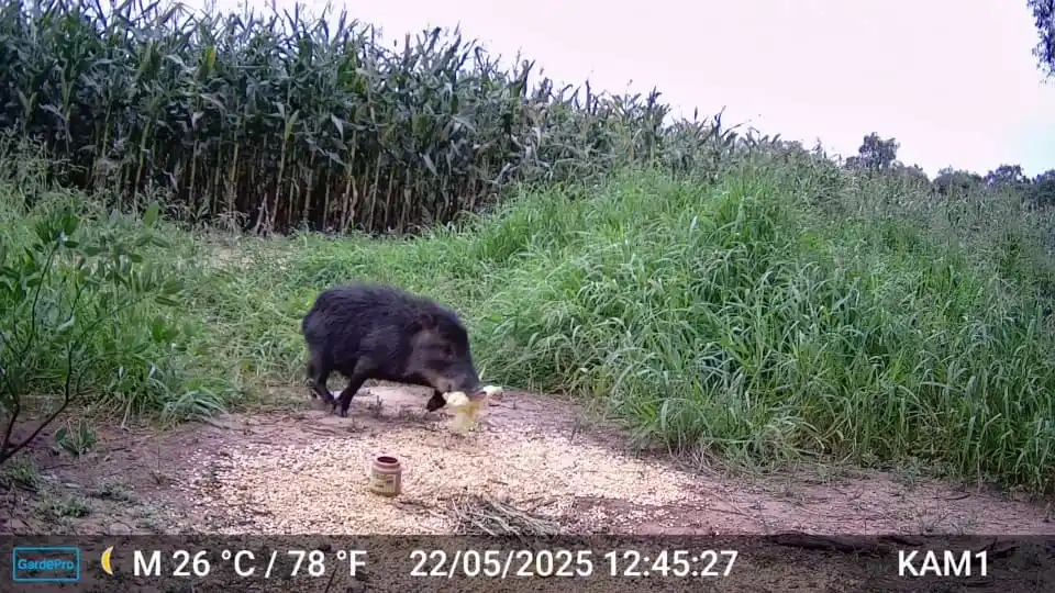 Chaco Wildlife post