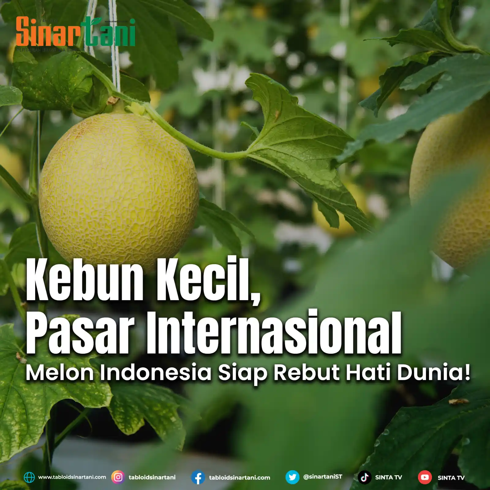 Image from Tabloid Sinar Tani: 𝐌𝐞𝐥𝐨𝐧 𝐋𝐨𝐤𝐚𝐥 𝐑𝐚𝐬𝐚 𝐈𝐧𝐭𝐞𝐫𝐧𝐚𝐬𝐢𝐨𝐧𝐚𝐥: 𝐓𝐞𝐦𝐛𝐮�...