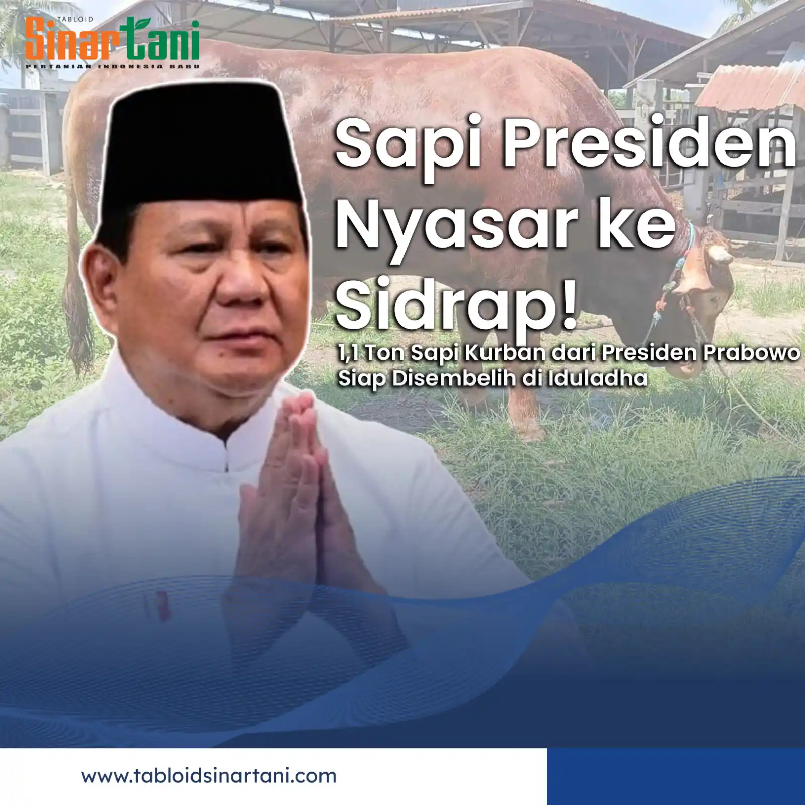 Image from Tabloid Sinar Tani: Sapi Jumbo dari Presiden Prabowo untuk Warga Sidrap: 1.170 Kg Simbol K...