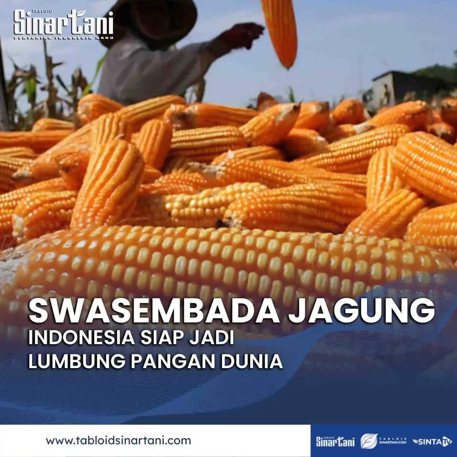 Image from Tabloid Sinar Tani: 🌽 𝐒𝐰𝐚𝐬𝐞𝐦𝐛𝐚𝐝𝐚 𝐉𝐚𝐠𝐮𝐧𝐠 𝐁𝐮𝐤𝐚𝐧 𝐌𝐢𝐦𝐩𝐢! Produksi j...