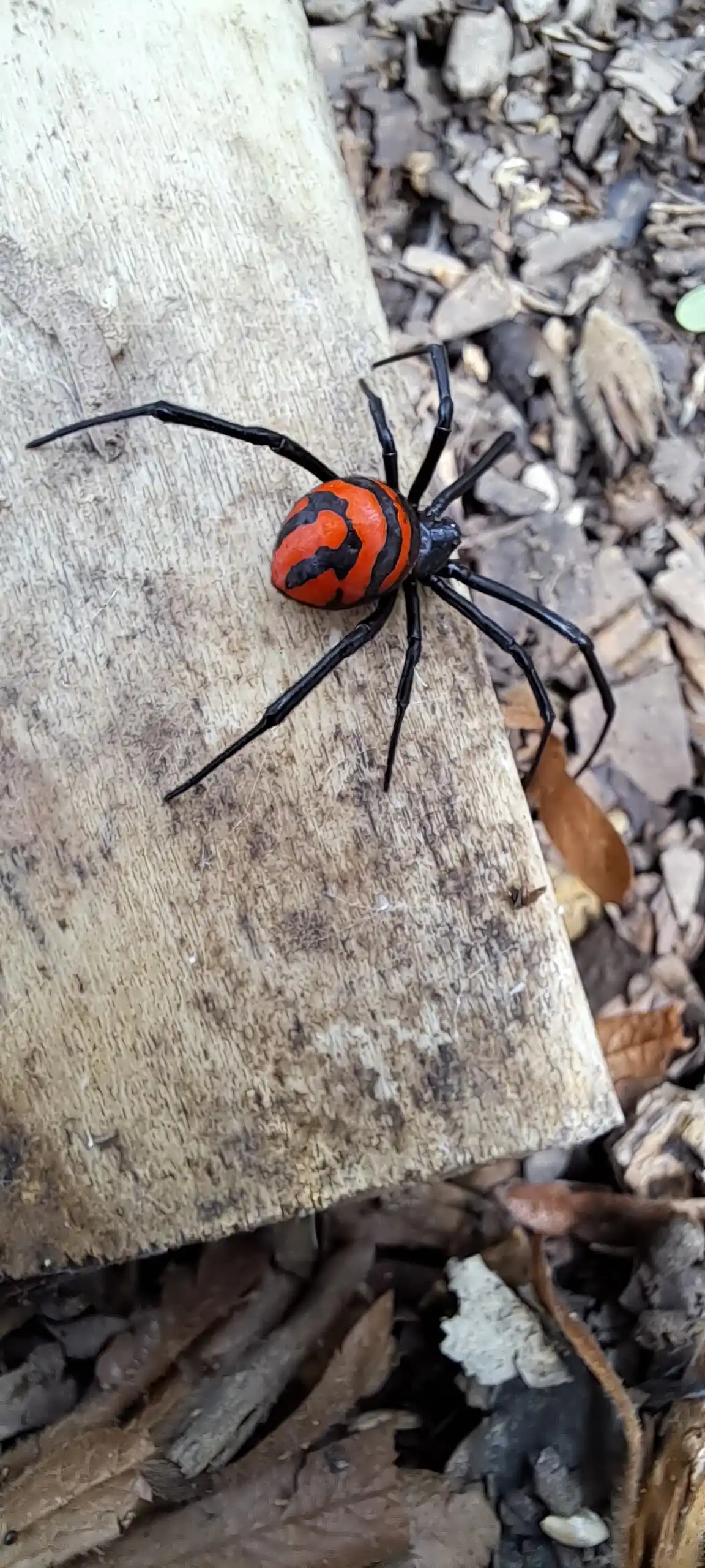 Chaco Wildlife post