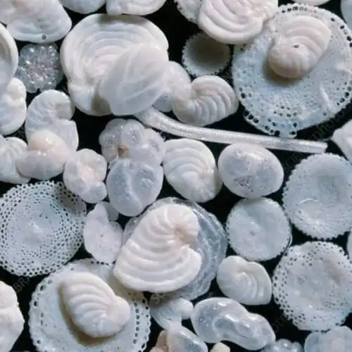 Image from Futuro Prossimo: I foraminiferi sono minuscoli organismi marini grandi quanto granelli ...