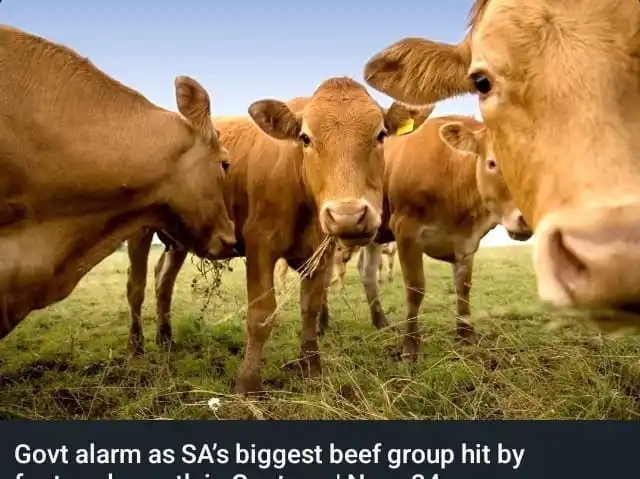Image from KAHUNGU: The discovery of a foot-and-mouth disease (FMD) case at a Gauteng feed...