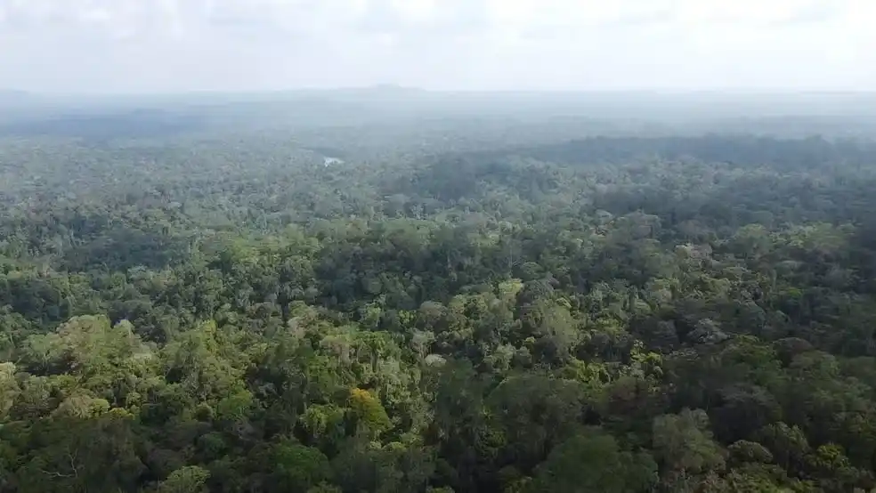 Image from g1Amapá: *Estudo publicado em revista suíça revela que o Amapá lidera estoques ...